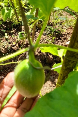 Hartini mencoba menanam melon di polibag dan dijajarkan di samping rumah (Dokumentasi pribadi)