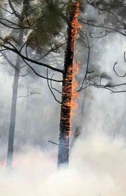 Ilustrasi kebakaran hutan. Sumber : freepik.com/wirestock