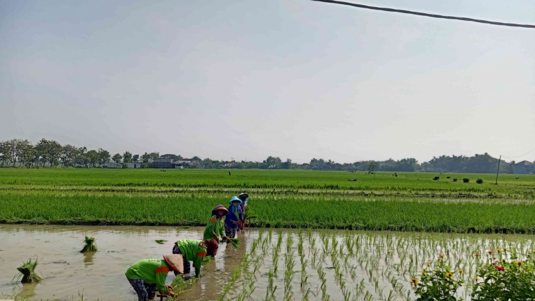 Dampak Panas Ekstrem terhadap tanaman padi. Foto dokpri/Sri RD 