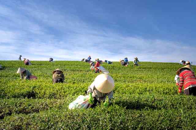 kultur agraris masyarakat desa yang berprofesi sebagai petani-photo by Quang Nguyen Vinh from pexels