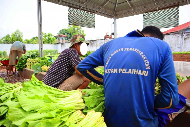 Panen Sayuran di Kebun Asimilasi Rutan Kelas IIB Pelaihari