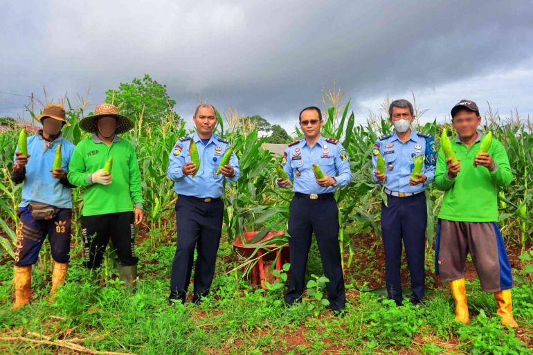 Panen Jagung Manis di Kebun Asimilasi Rutan Kelas IIB Pelaihari