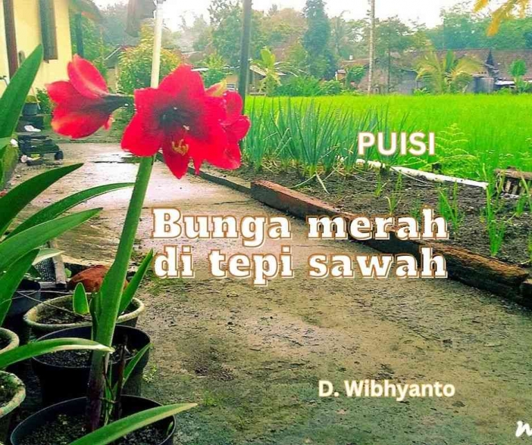 Puisi: Bunga Merah di Tepi Sawah, cover image by D.Wibhyanto / dokumen pribadi