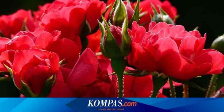 Data Foto Kompas. com