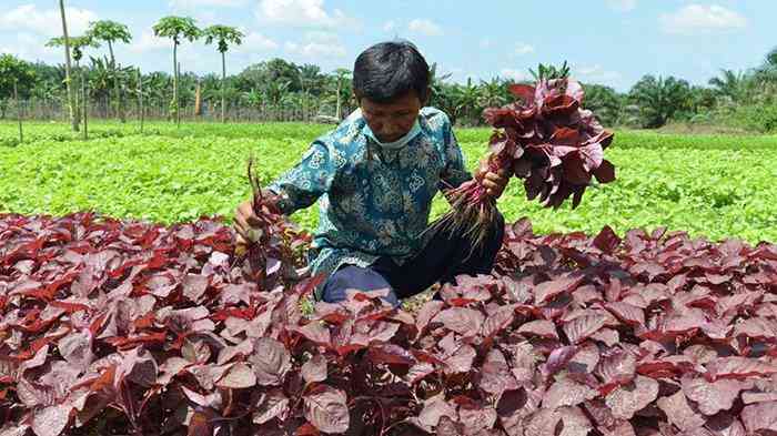 Petani sayur di Riau. (Foto: tribun pekanbaru)