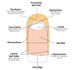 Anatomi dan Fisiologi Sistem Integumen pada Manusia serta Fungsinya ...