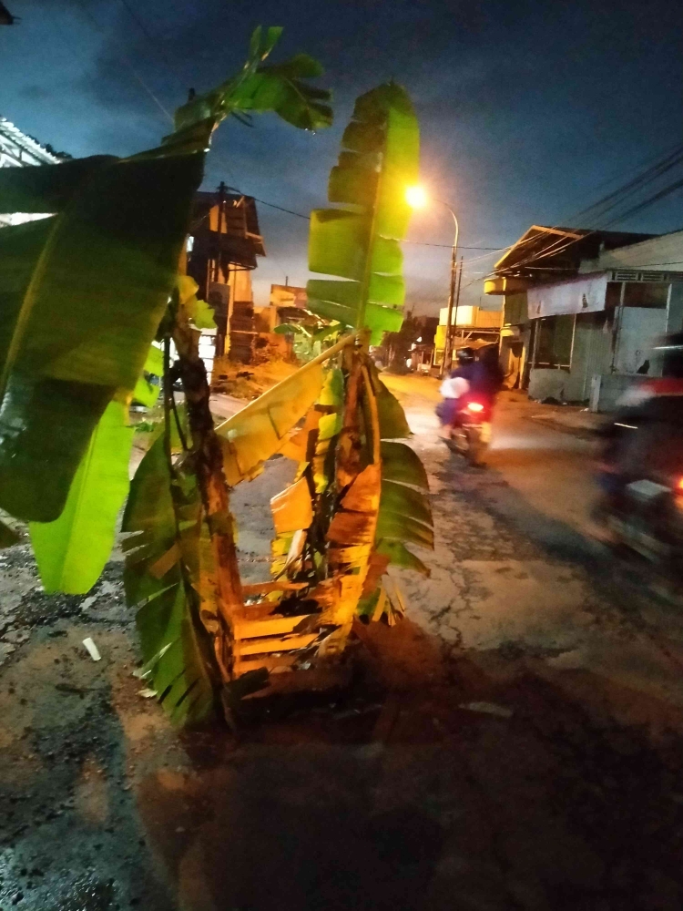 Kondisi Jalan Raya yang rusak ditanami pohon pisang oleh warga (foto dokpri)