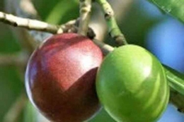 Buah matang dan buah muda (hijau) Bintaro (dok foto: intisari.grid.id)
