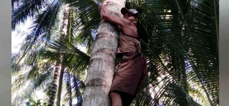 Lelaki pemanjat kelapa, sumber gambar; suara NTB