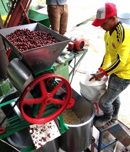 Prosen Memisahkan kulit kopi basang menggunakan mesin pulper (httpsth.bing.com)