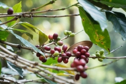 Kekeliruan yang sering terjadi yang dilakukan oleh petani kopi robusta ketika melakukan waktu pemupukan. (Nespresso via KOMPAS.com) 