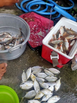 Rekor hasil memancing (Sumber: Dokpri)