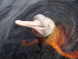 South American River Dolphins (Family Iniidae) · iNaturalist Canada