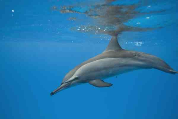 Spinner Dolphins -Stenella longirostris | Dolphins World (dolphins-world.com) 