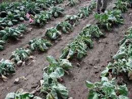 Tanaman sayuran di kebun menjadi layu akibat kekurangan air (dok foto: awalilmu.com)