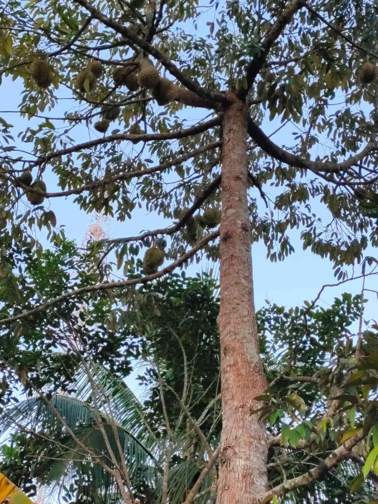 Pohon durian belakang rumah-Dokpri