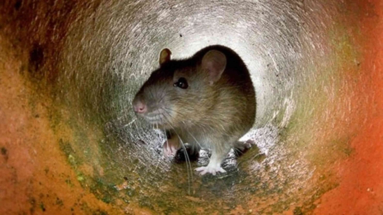 Tikus Got atau Tikus Norway atau Tikus Coklat.  Foto : viva.co.id