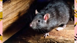 Ilustrasi Tikus Atap atau tikus rumahan tengah beraksi senyap di sebuah rumah penduduk. Foto : hellogiggles.com