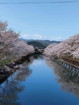 Sakura di musim semi (dokumen pribadi)