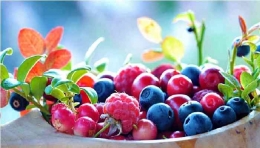 Ilustrasi buah berry, Sumber: iStock