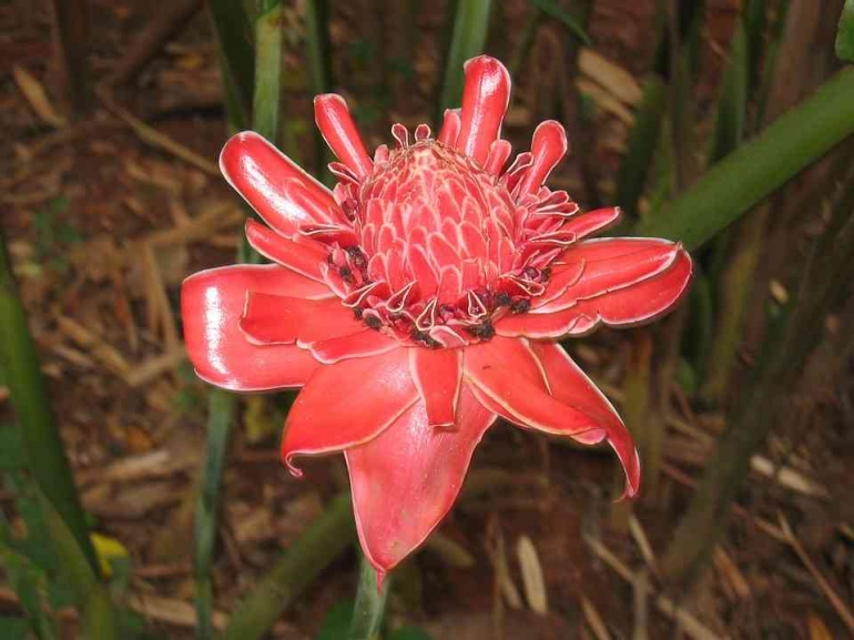 Ilustrasi bunga kecombrang oleh pixabay.com