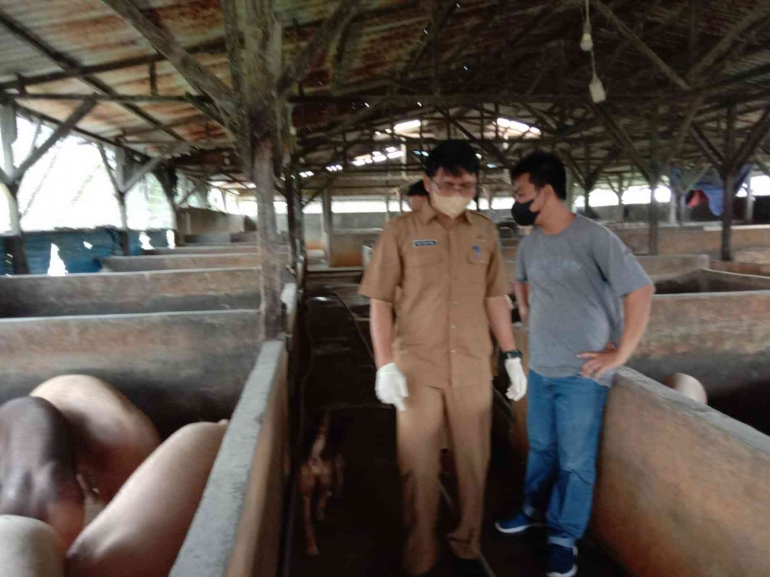 Penulis melakukan Pengawasan di salah satu Peternakan Babi di Bintan (Sumber gambar: Dok. Pri)