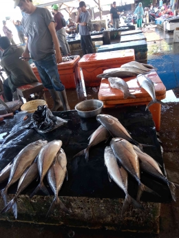 Ikan pedaging di TPI Labuang, dokpri 