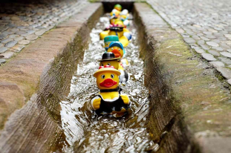 Ducks oleh pixabay (pexels.com)
