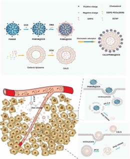 Nano-drug delivery system with enhanced tumour penetration and layered anti-tumour efficacy, 2022
