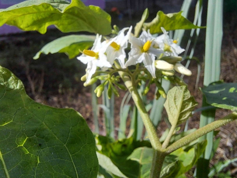 Rimbang dengan Sejuta Manfaat Halaman 1 - Kompasiana.com