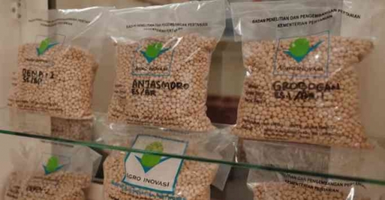 Varietas Kedelai lokal. Sumber : Dok. BPTP Jabar via YouTube Kisarasa