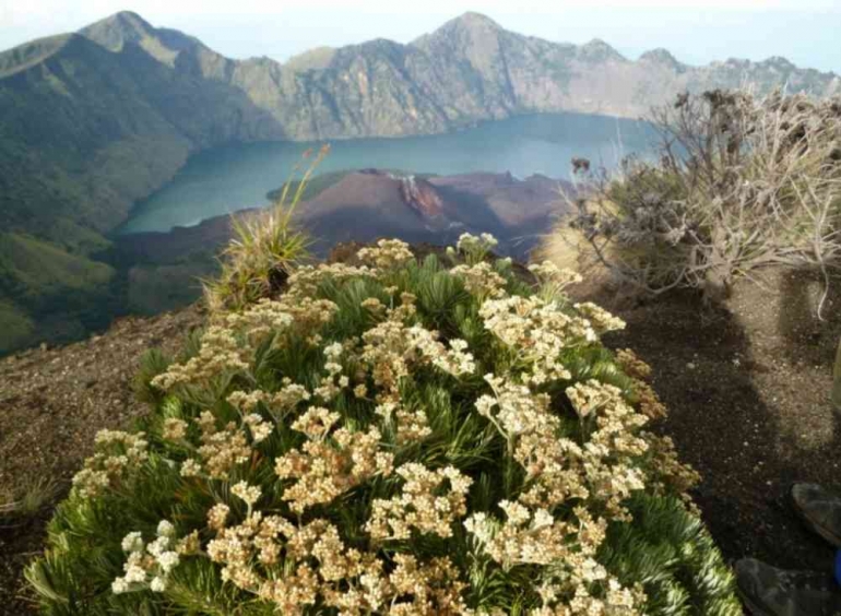 Edelweis di Puncak Gunung Rinjani. akurat.co