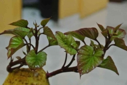 Bibit ubi jalar bisa didapatkan dari tunas yang tumbuh di umbinya (dok foto: goodminds.id)