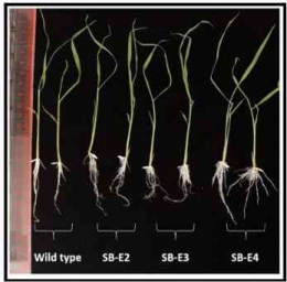 Padi Super Basmati hasil penyuntingan dengan gunting genetik terlihat sama dengan padi normal dan sehat (wild type) (Sumber: Zafar dkk., 2020)