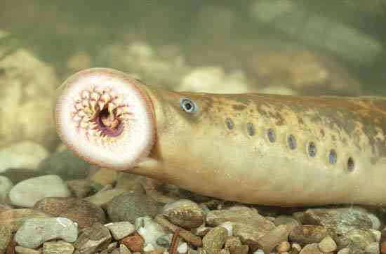 Deskripsi : Bentuk gigi lamprey, yang memungkinkan untuk melekat atau mengaitkan di badan ikan lain. (Sumber : www.britannica.com)