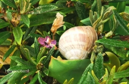 Seekor siput menempel di tanaman bunga di halaman rumah | foto: HennieOberst