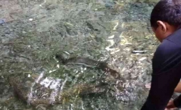 Ikan Morea di kolam berair jernih. Dokumentasi pribadi