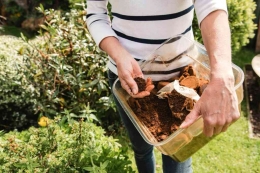 Menggunakan ampas kopi memerangi siput di kebun rumah | foto: Pantura.Garden/ DGLimages/Shutterstock.com