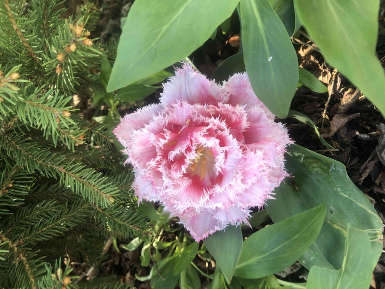 Tulip di kebun Hennie Dokpri