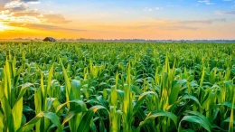 Pengembangan sektor agribisnis di Indonesia perlu difokuskan pada peningkatan produktivitas dan ketahanan pangan | Foto : uvencorp.com