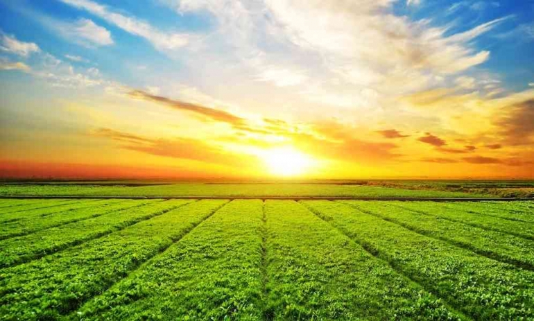 Pupuk hayati majemuk cair meningkatkan produktivitas pertanian | Foto: freepik.com