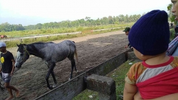 Anak pertama kali melihat kuda | dokumentasi pribadi