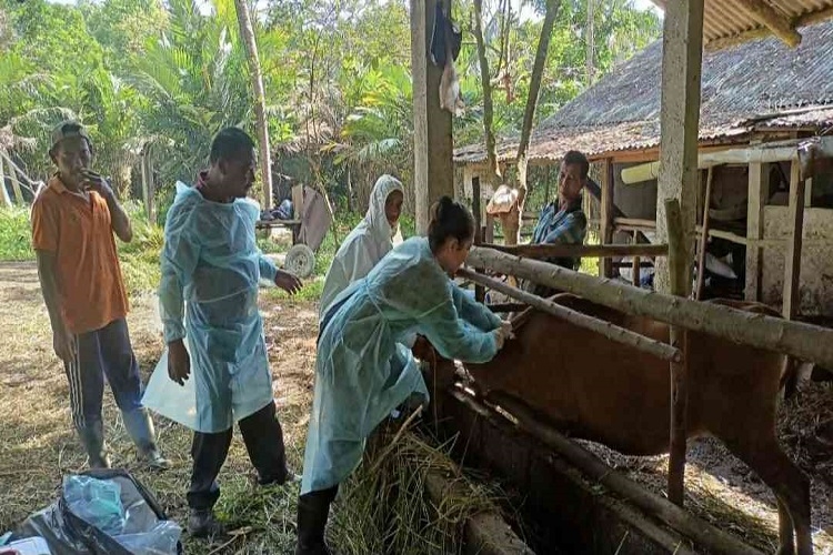 Penulis bersama Tim Vaksinator Kabupaten Bintan melakukan vaksinasi PMK