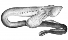 Deskripsi : Lamprey berkantung yang bersifat parasit. (Sumber : en.wikipedia.com)