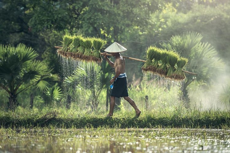 Ilustrasi petani membawa padi. Sumber: Pixabay/Sasin Tipchai via kompas.com