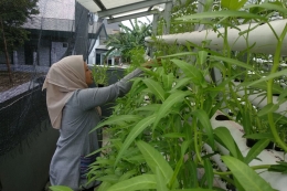 Petugas dari Petani kerabat Pulo Kambing merawat tanaman kangkung hasil budidaya hidroponik di Jakarta Timur, Kamis (22/3/2018) (Kompas.com/Setyo Adi)