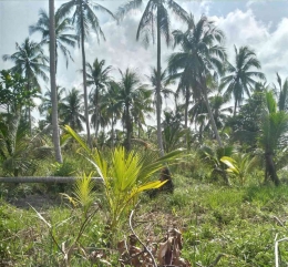 Kebun kelapa di Kabupaten Inhil. (Foto: irwan e siregar)