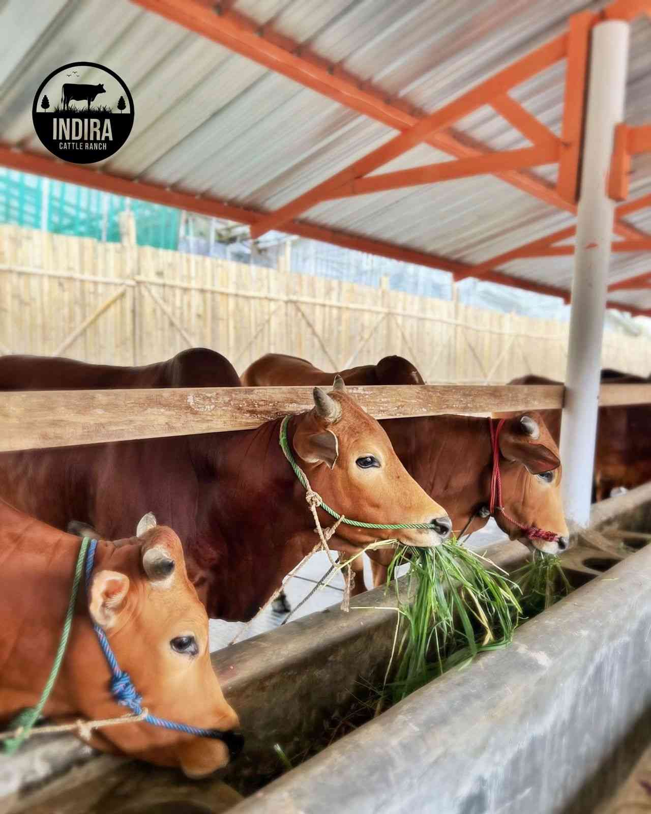 Indira Cattle Ranch Pelopor Perusahaan Pemuliaan Sapi Madura Di Daerah ...