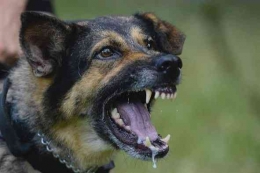 Waspadalah terhadap gigitan anjing karena dapat menyebarkan penyakit rabies (dok foto: yourbroxlawyer.com)