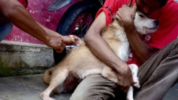 Gubernur NTT VBL memerintahkan warga NTT untuk wajib vaksin anjing setelah penyakit rabies meningkat (dok foto: ANTARA via wahananews.com)